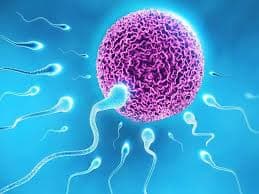 Infertility